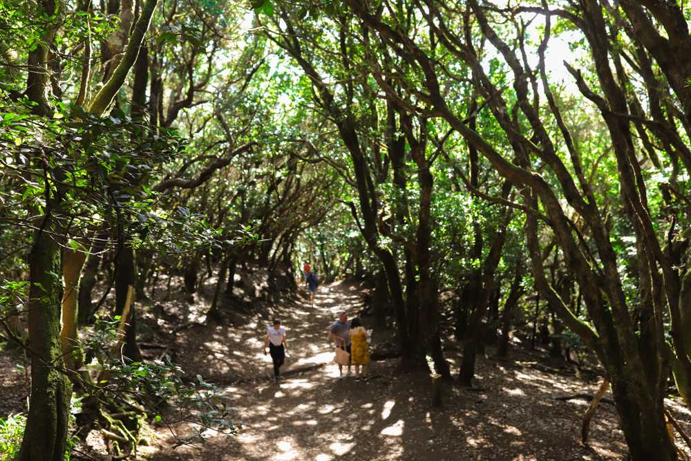 people walking on a trail in Anaga Rural Park in Tenerife 