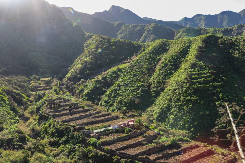 agricultural terraces in Anaga Rural Park in Tenerife 